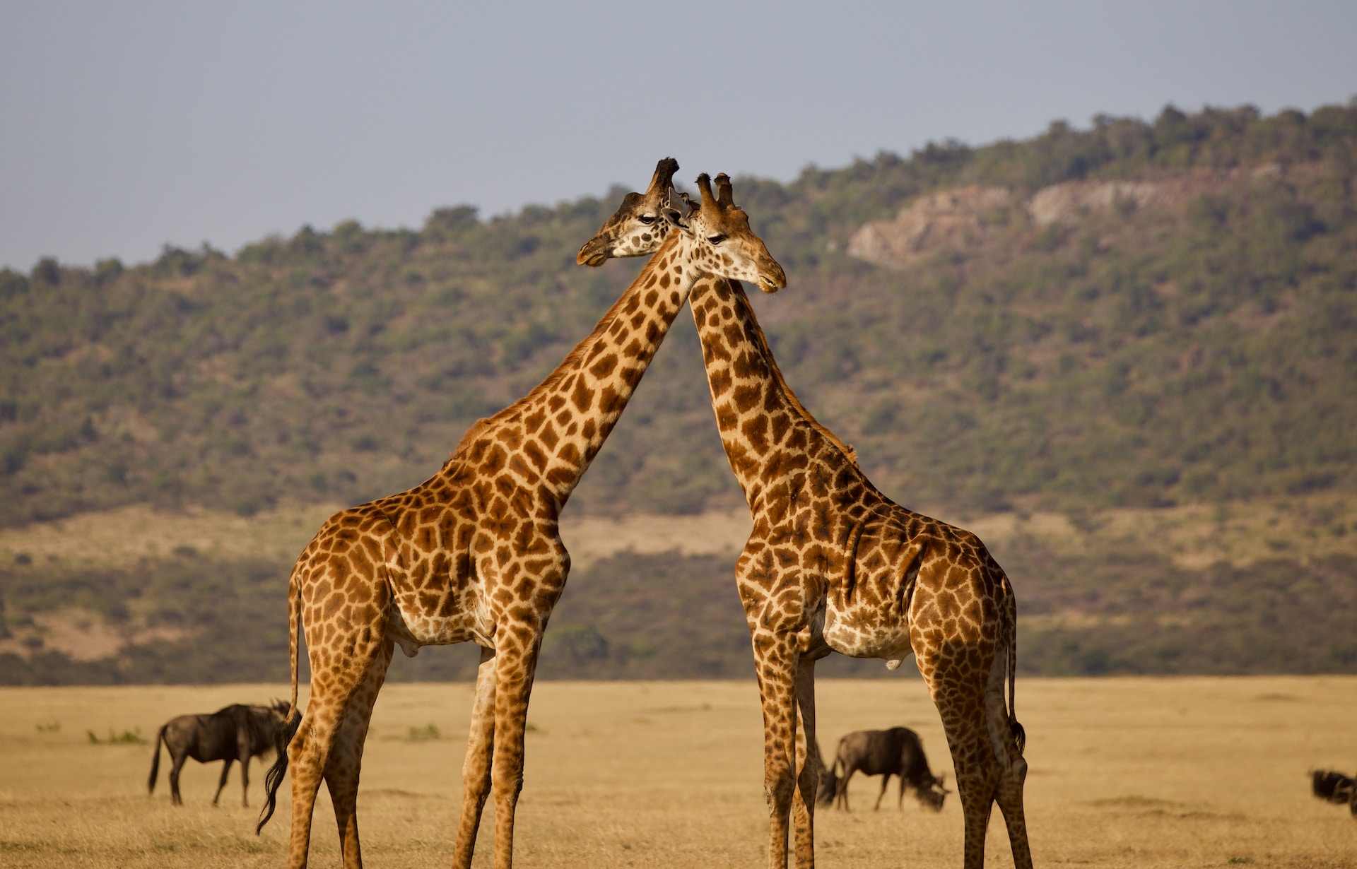 Sur Les Pistes de Tanzanie avec le Serengeti	